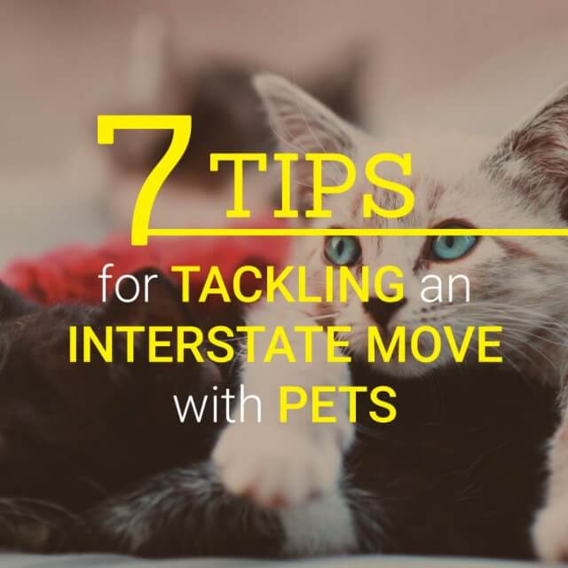 7 Tips for Tackling an Interstate Move with Pets